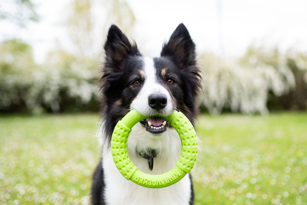 Kiwi Walker Ring Green