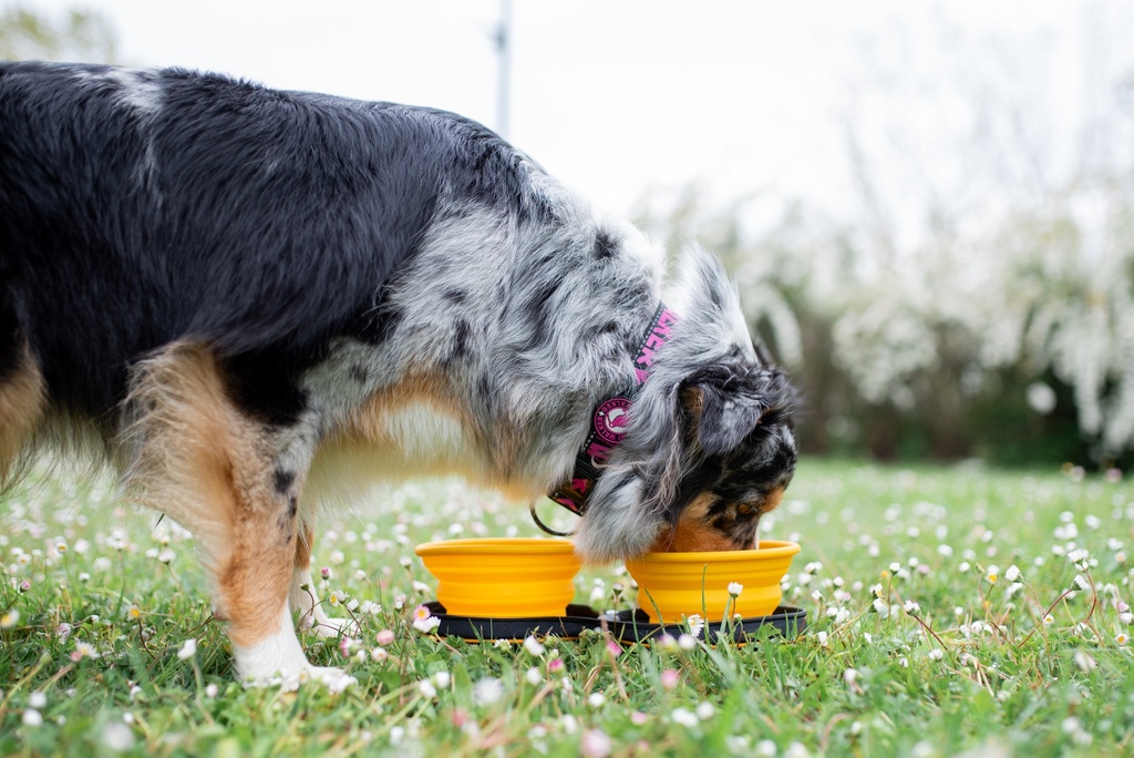 Kiwi Walker Travel Double Bowl Orange