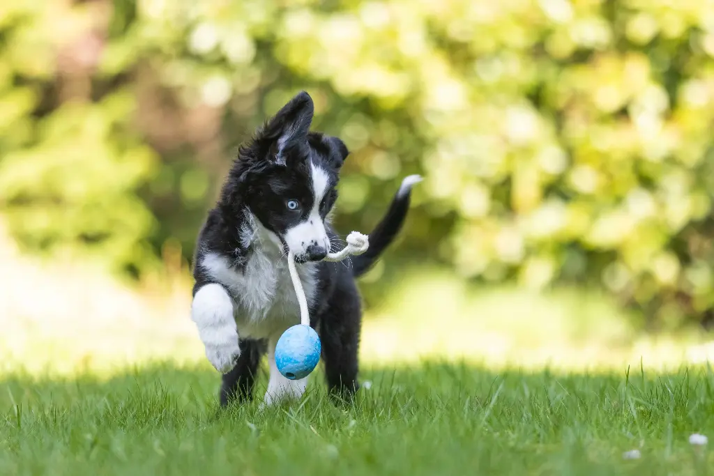 Wolters Straußenei am Seil