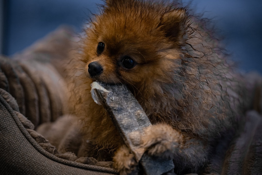 Loppa Small Cod Chew Sticks