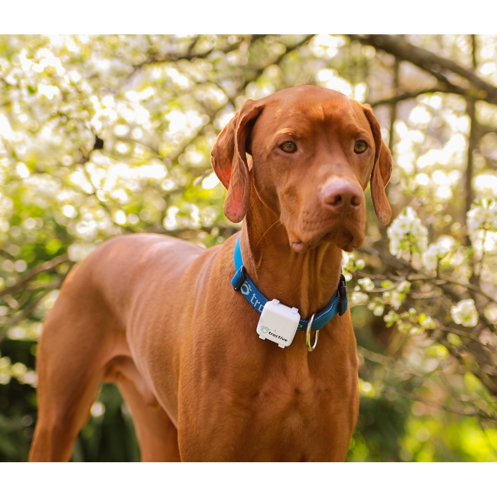 Tractive GPS Pet Tracking Device