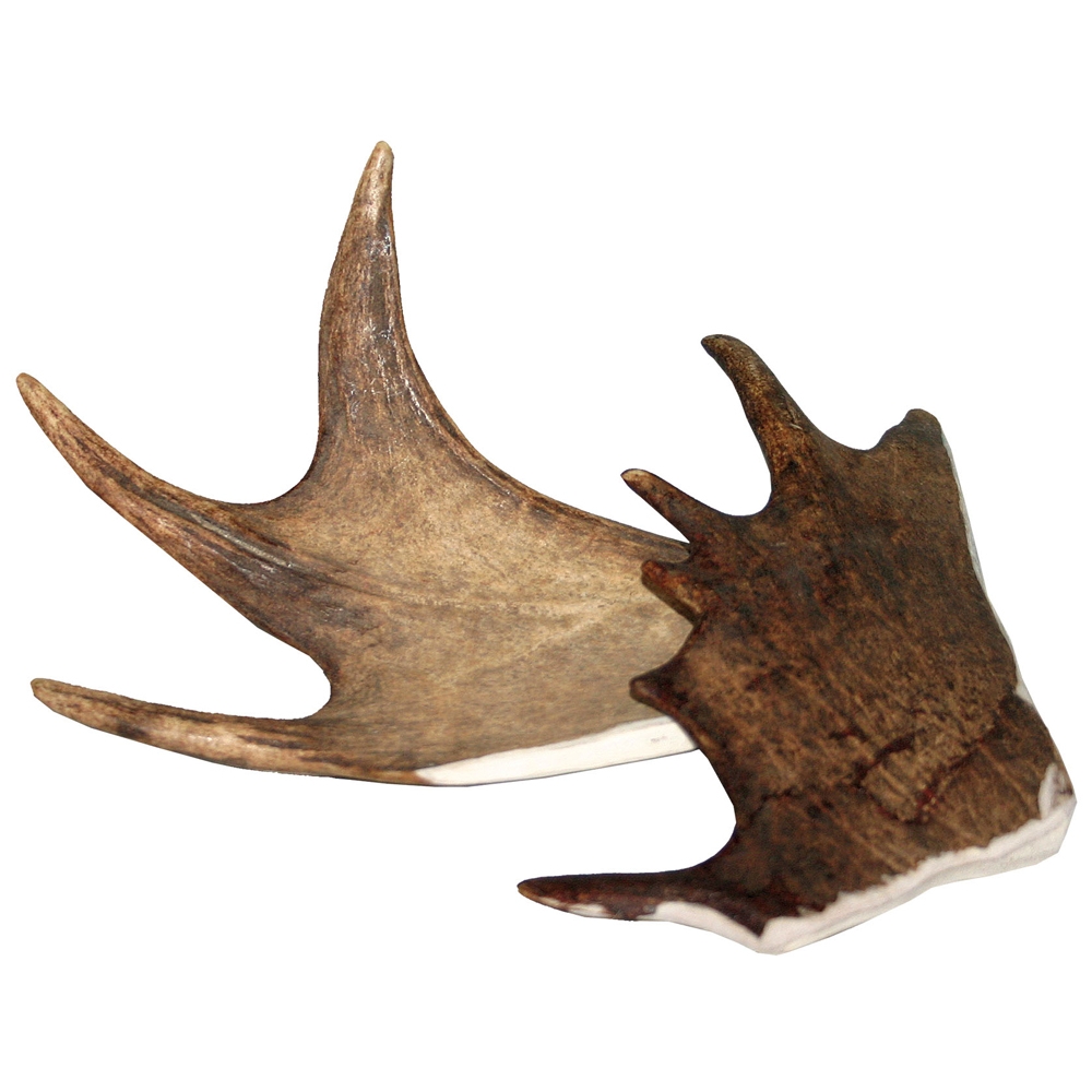 Larsson Geweihstücke Elk-Schäufle