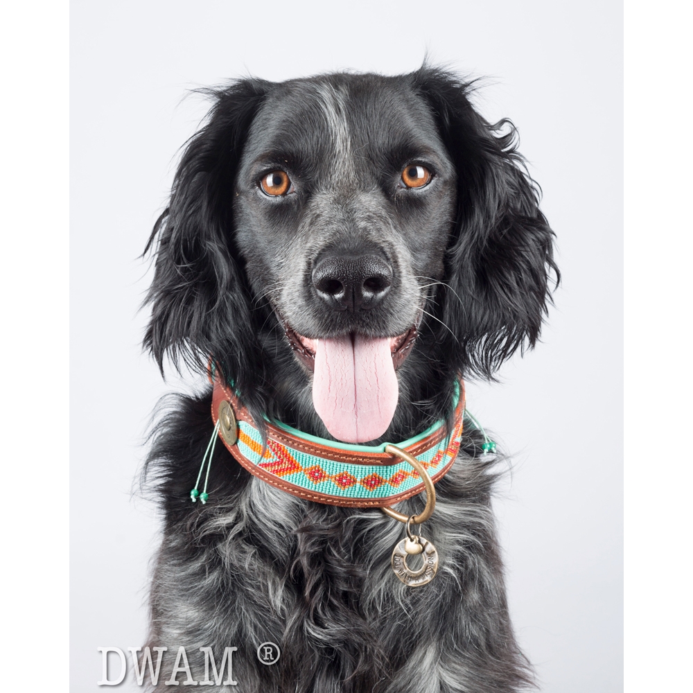 DWAM Halsband Beats Paddy Lee