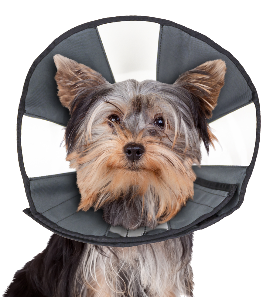 Zenpet ProCone