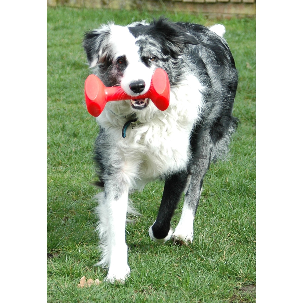 The Company of Animals Clix Dumbbell