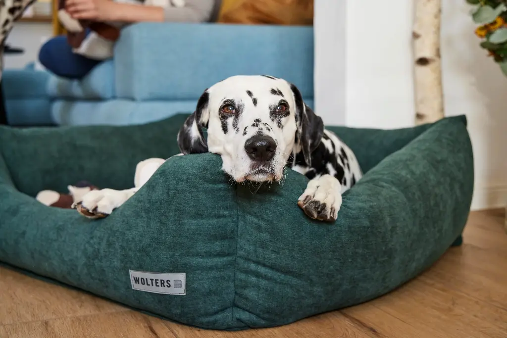 Wolters Classic Hundelounge