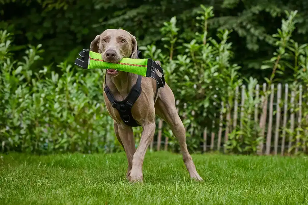 Wolters Clever Dogz Dummy - zwei Schlaufen