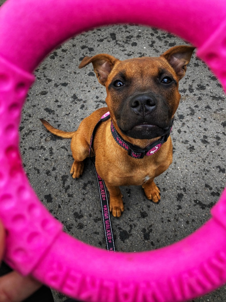 Kiwi Walker Ring Pink