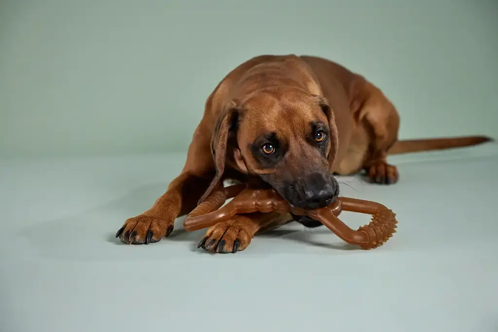 Wolters Pure Nature Fitness Zerrspielzeug