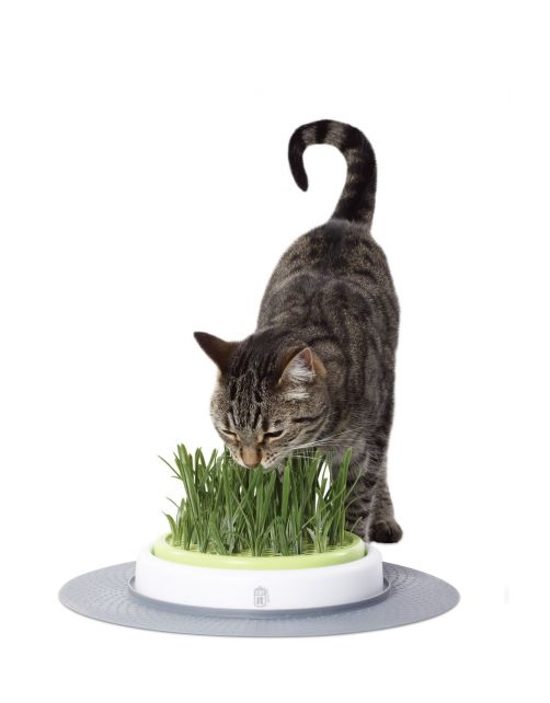 Catit Senses Grastopf Kit