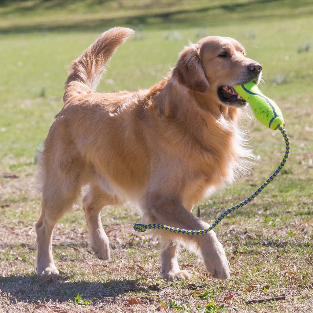 Kong AirDog Fetch Stick mit Seil 