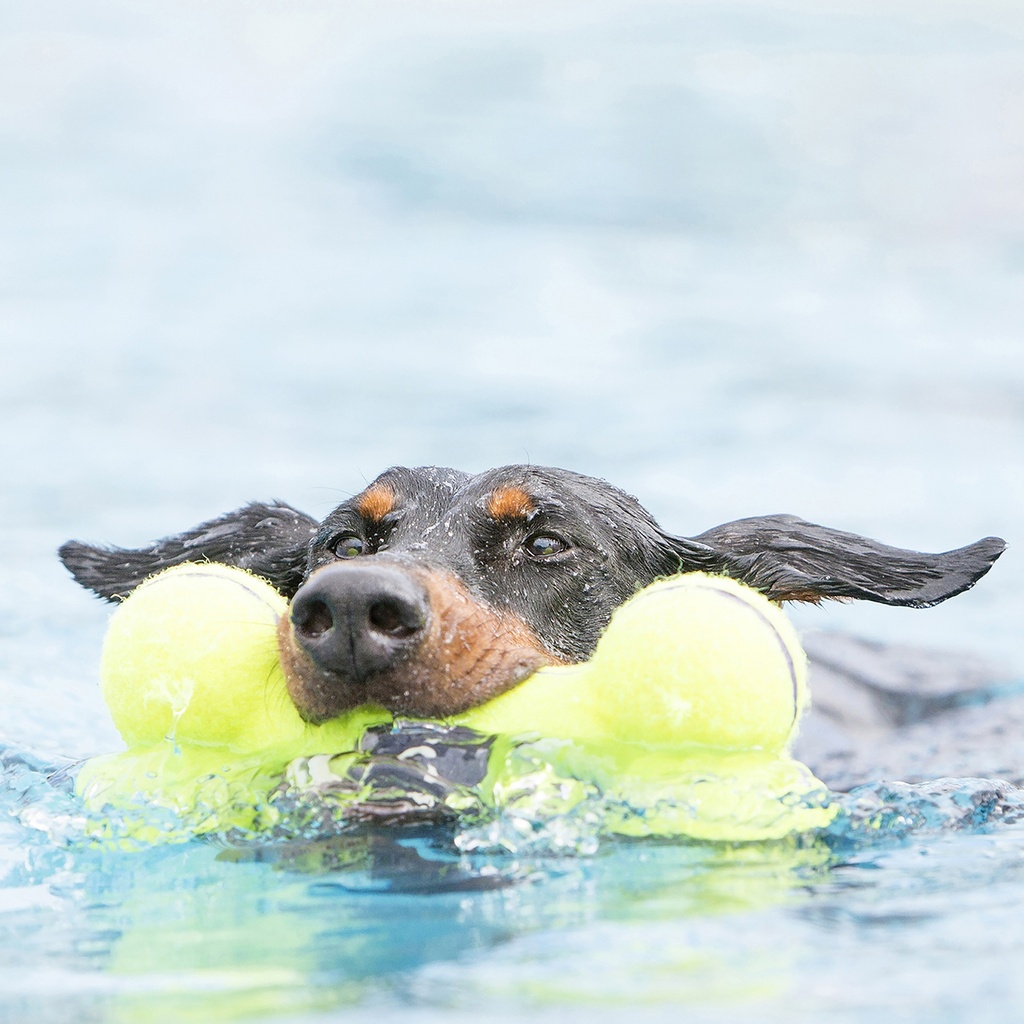 Kong Airdog Quietschknochen