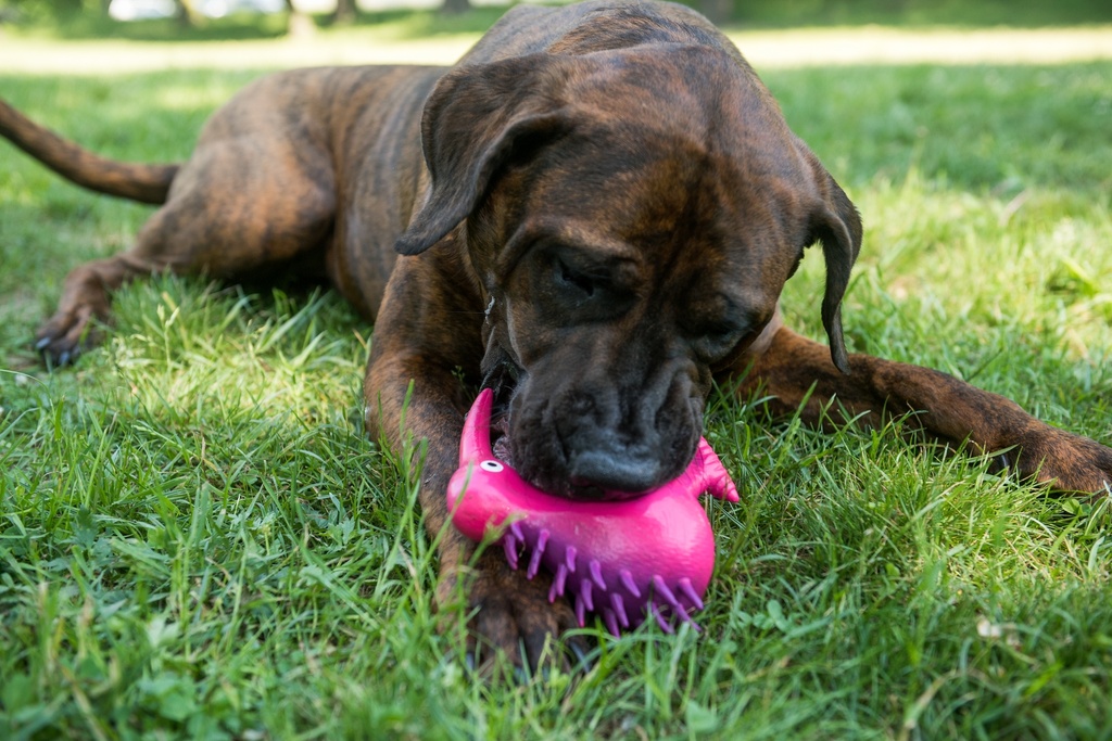 Kiwi Walker Whistle Figure Pink