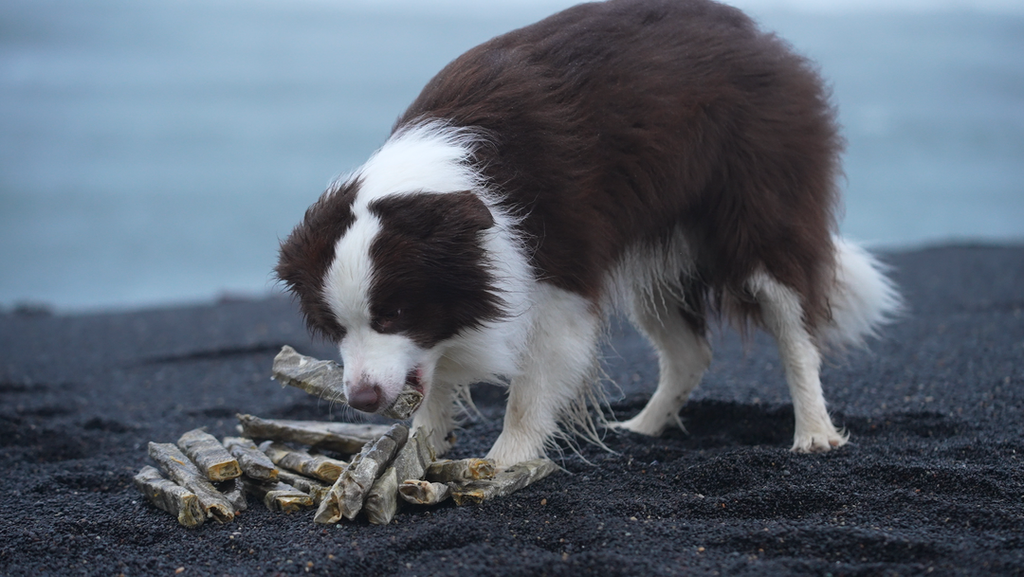 Loppa Long Cod Chew Sticks