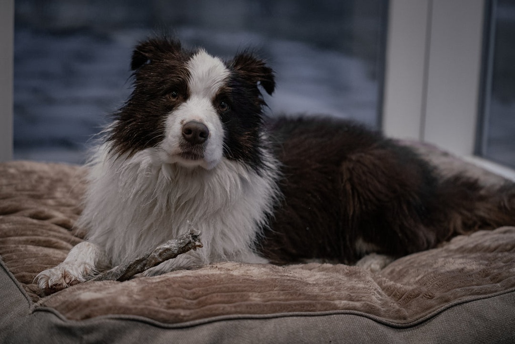 Loppa Twister Cod Chew Stick