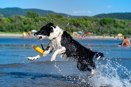 Kiwi Walker Let's Play ! Zeppelin