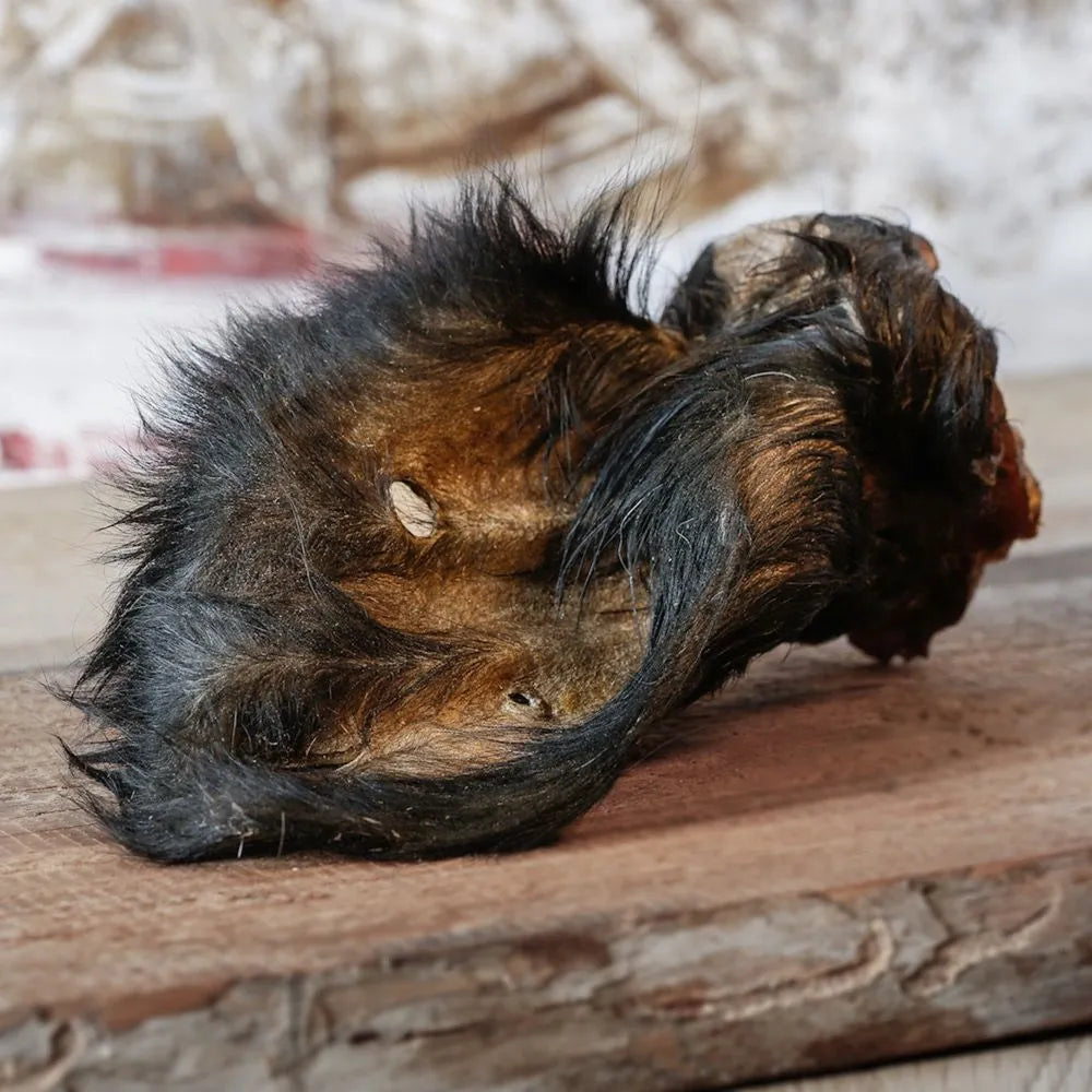 Barfgold Rinderohren mit Fell & Muschel ganz