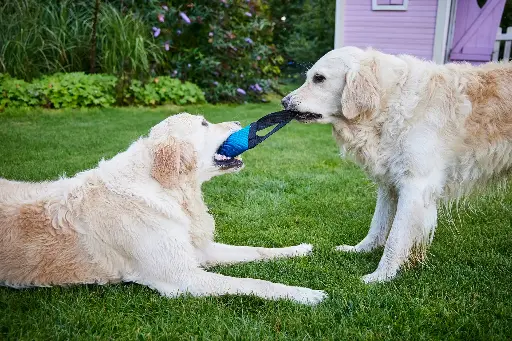 Wolters Clever Dogz Dummy - eine Schlaufe