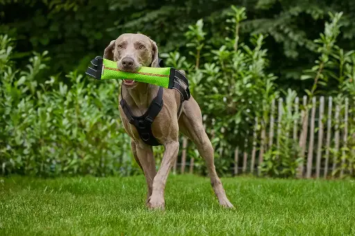 Wolters Clever Dogz Dummy - zwei Schlaufen