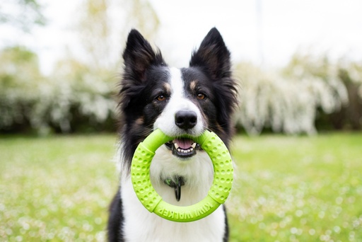 Kiwi Walker Ring Green