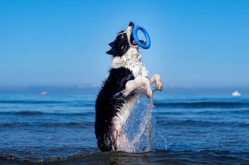 Kiwi Walker Ring Blue