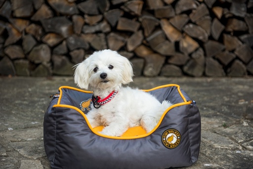 Kiwi Walker Running Border Bed Orange/Grey